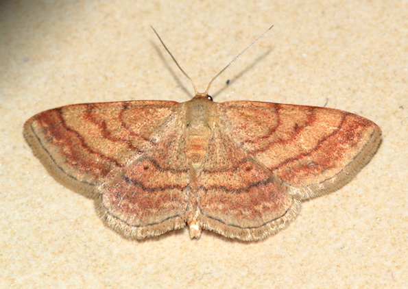 Scopula rubiginata? - Si